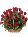 Cesto di rose rosse