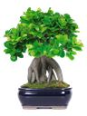 Bonsai di ginseng