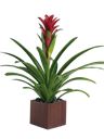 Pianta di guzmania
