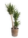 Pianta di yucca