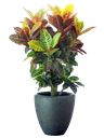 Pianta di Croton