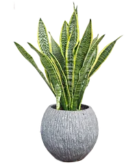 Pianta